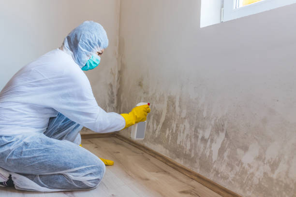 Licensed Black Mold Remediation service in Algonquin, MD - Mold Remediation HQ
