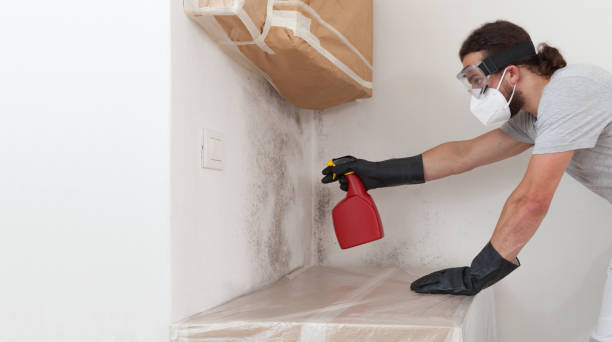 Professional Black Mold Remediation technician working in Algonquin, MD