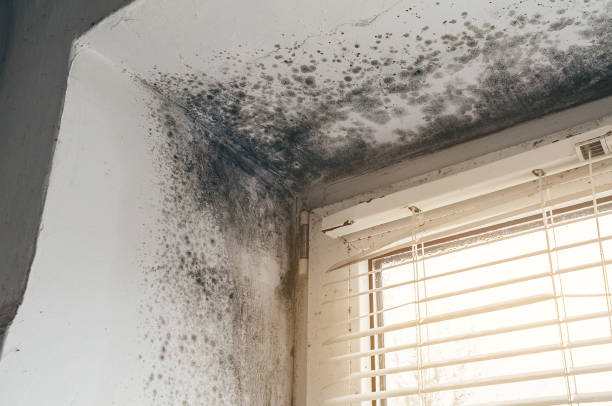 Affordable Black Mold Remediation solutions in Algonquin, MD
