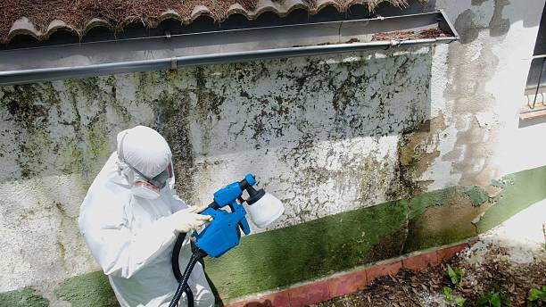 Top rated local Black Mold Remediation specialists in Algonquin, MD